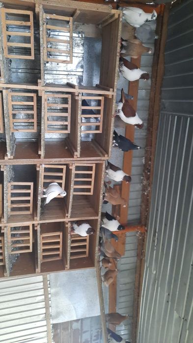 Vand Poorumbei Galbeni