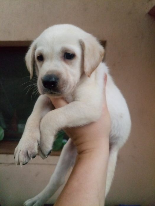 Чистокръвни лабрадори, златни и бежови