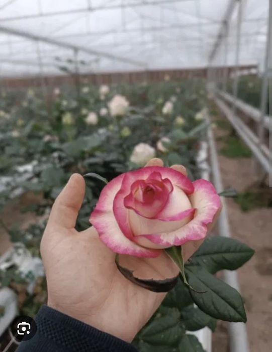 Роза кучати сотилади