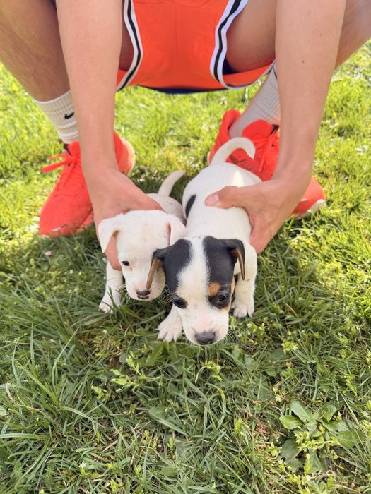 Джак ръсел териери