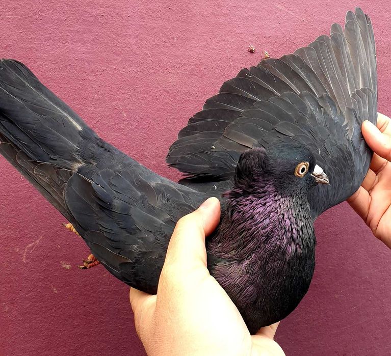 Sârbi, de Severin și galateni