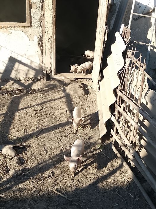 Продам поросят не  дорого