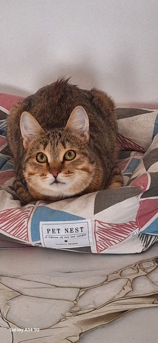 В добрые руки отдам