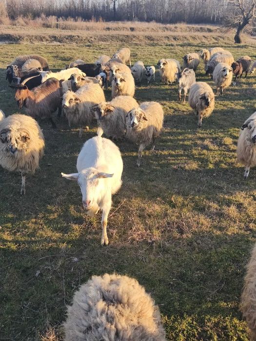 Daca va intereseaza aveti nr meu de tel mai jos.