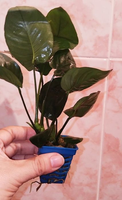 Анубиасы шикарные кустики