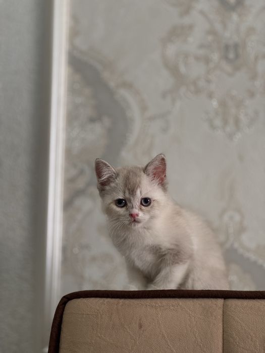 Британская шиншилла blue point. Нежная, спокойная.