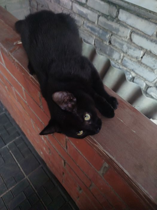Отдам котенка в добрые руки