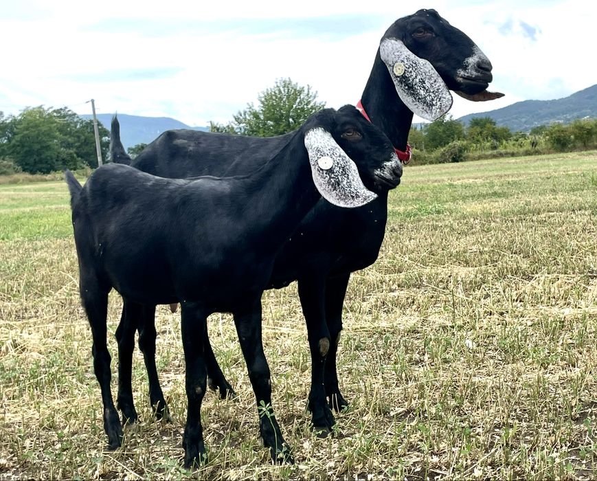 Anglo nubiene cu Pedigree si genetica TOP