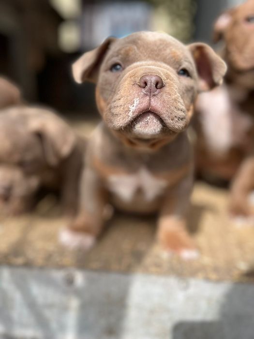 Шоколадного окраса булли