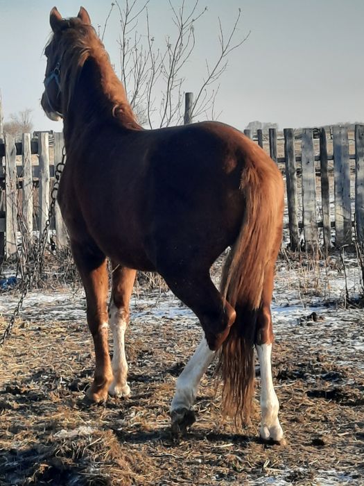 Жеребец, Айғыр, продам 6 летка