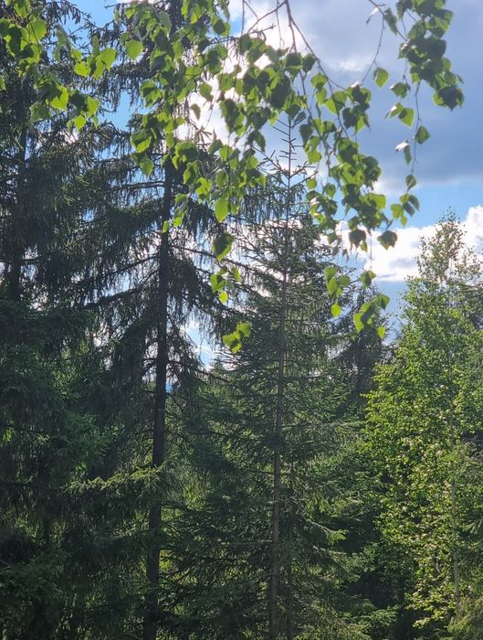 Vand teren intravilan in zona Belis, Calatele Padure sat vacanta 2