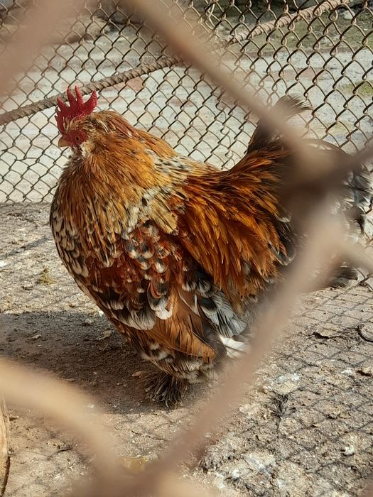 Yaponcha sotiladi fargonada