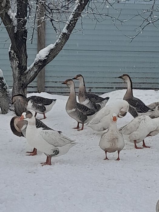 Продам все вопросы по телефону