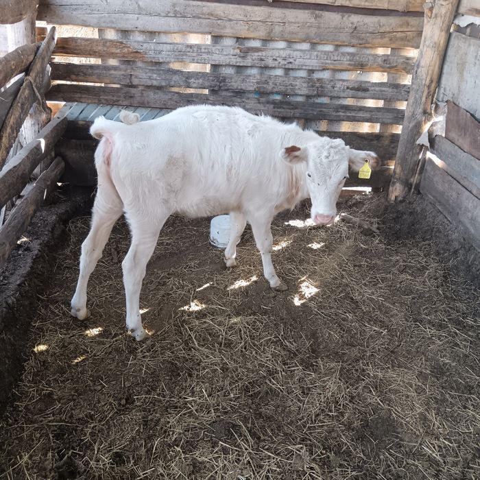 Продам теленка возраст 3,5 месяца