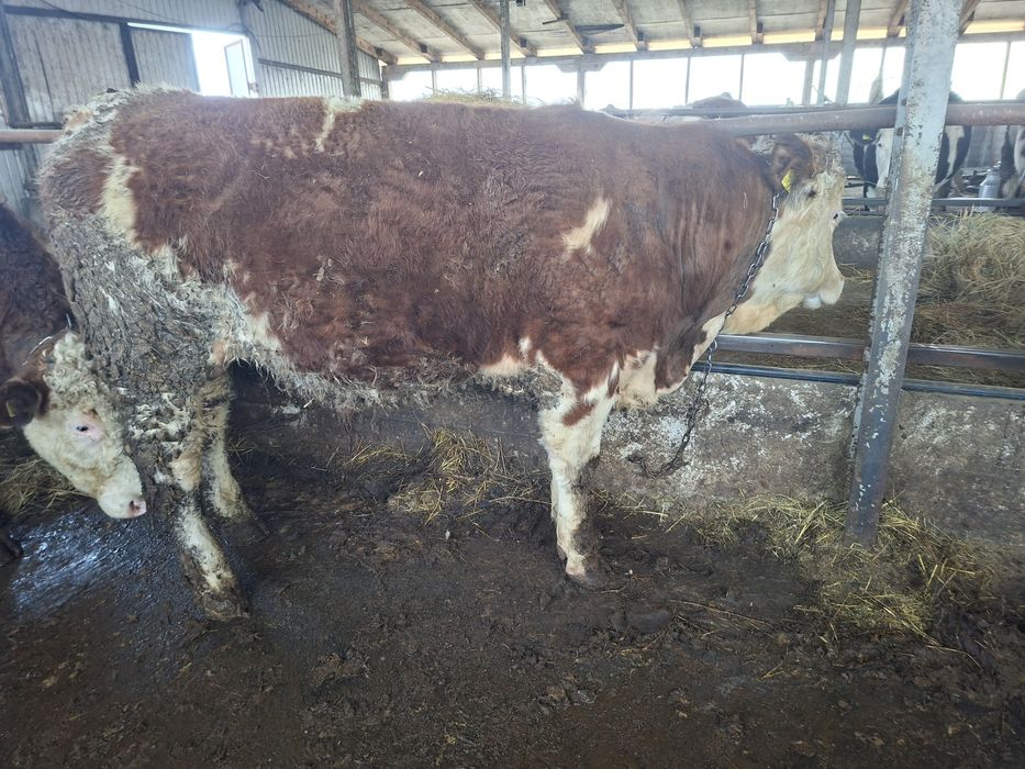 Vand   2 tauri si o jurinca