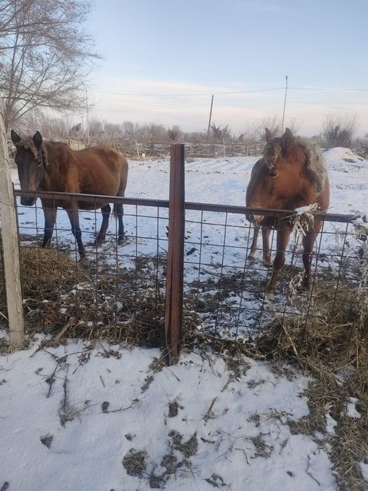 Буаз биелер Марта туад