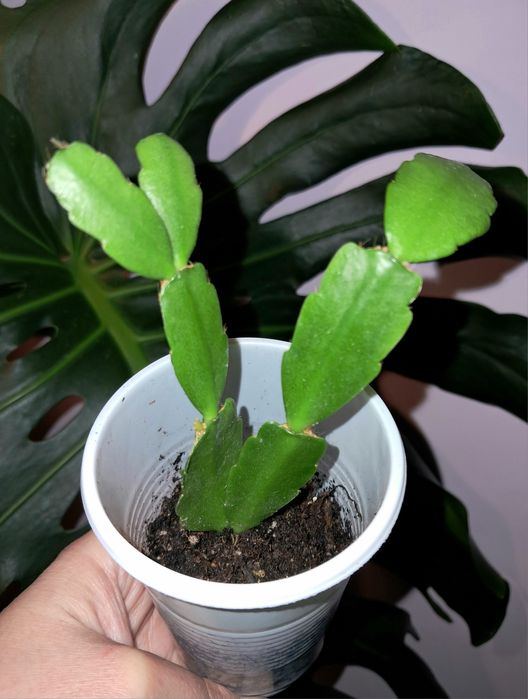 Декабрист. Цветение розовое.