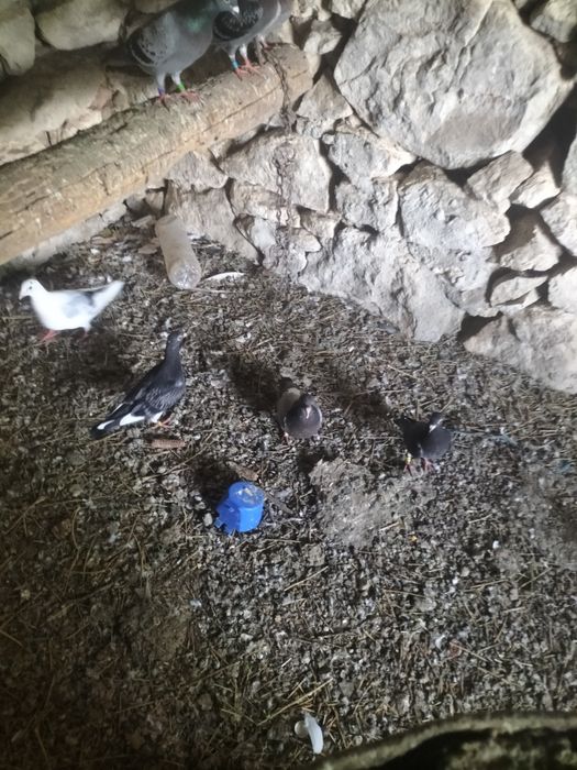 Porumbei voiajori pui