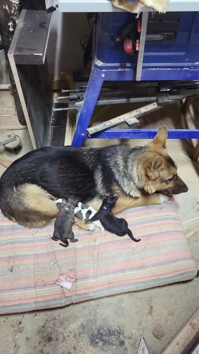 Щенки  2 месяца мальчики