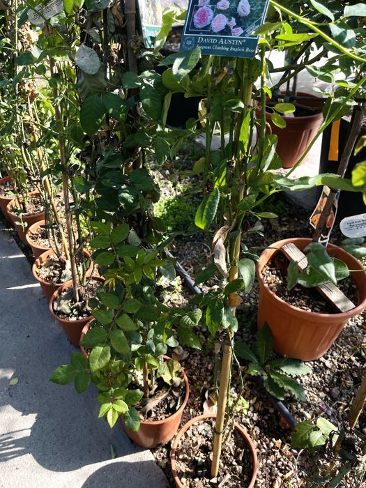 Розы плетистые, новая партия