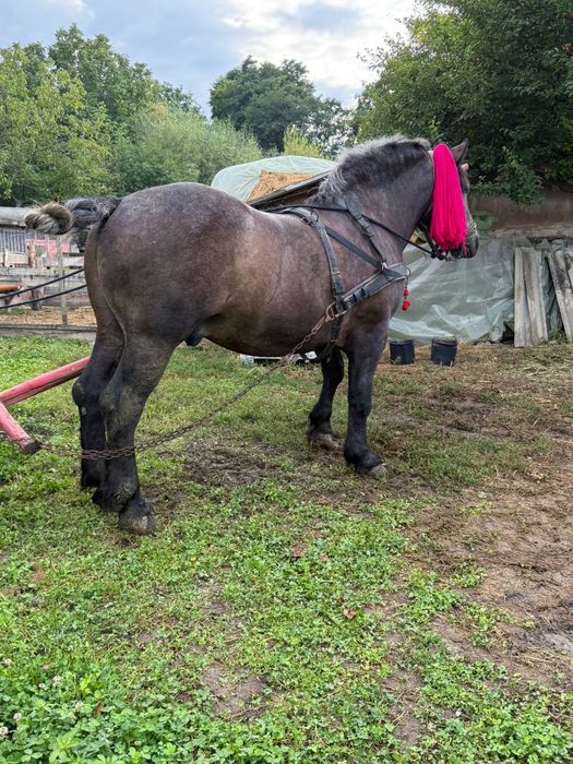 Armăsar de 3 ani