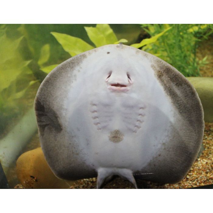 Продаются аквариумные скаты