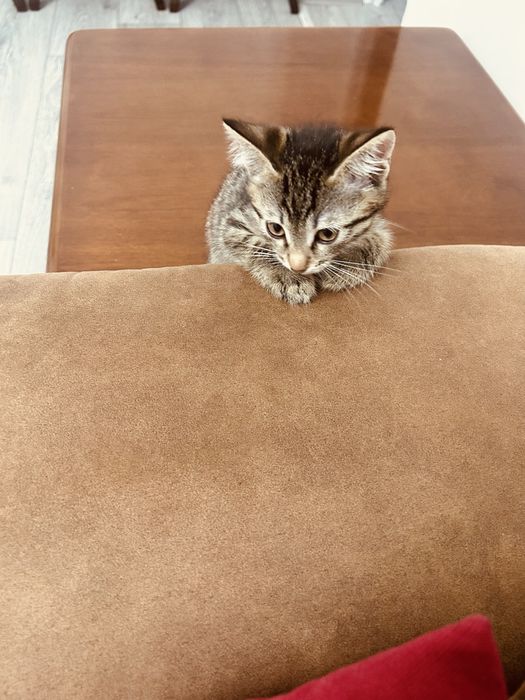 Отдадим в добрые руки котенка