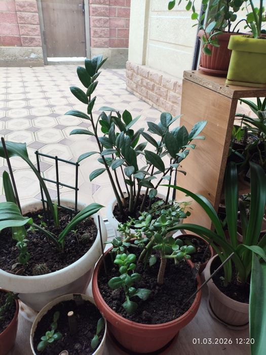 Комнатные цветы недорого