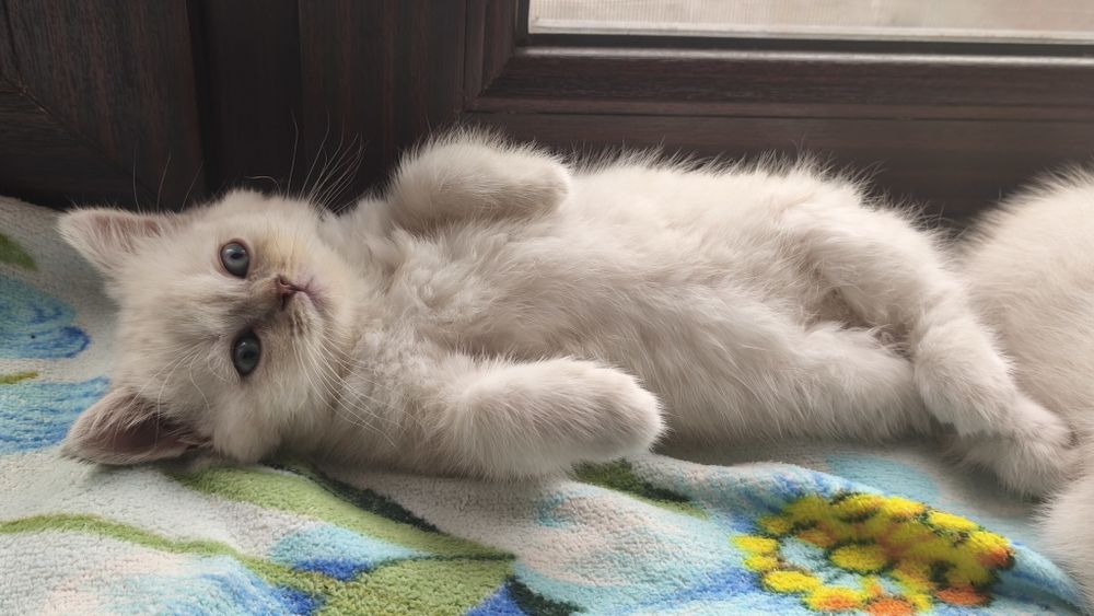 Шотландскик котята