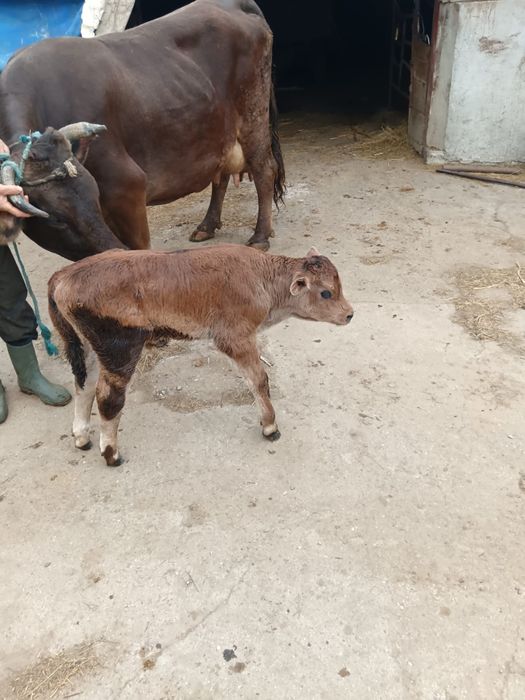 Vacă fătată recent Brună de Maramureș