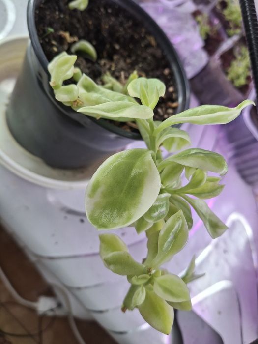 Продам отросток мезембриантеума