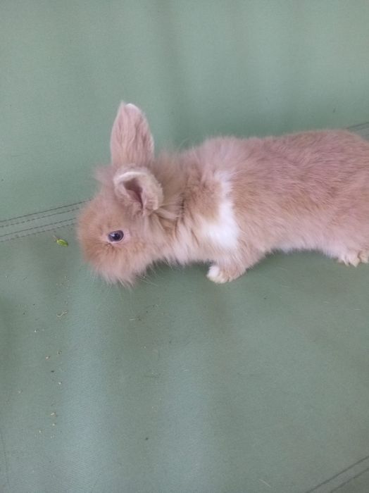 Vând iepuri pitici si porcușori de guineea