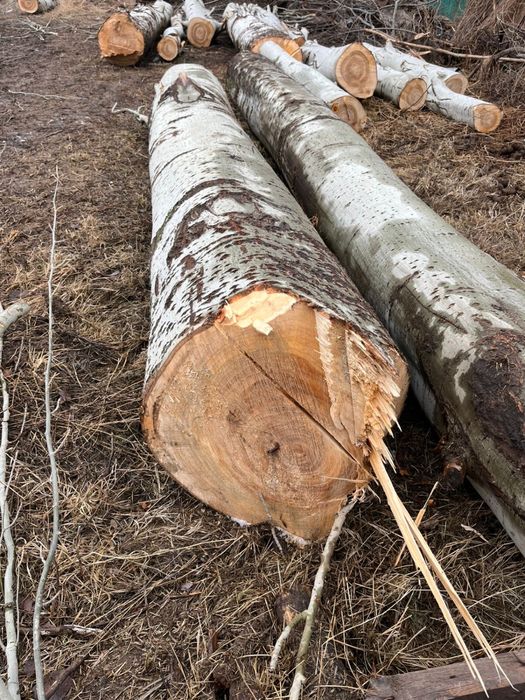 Продается тополь