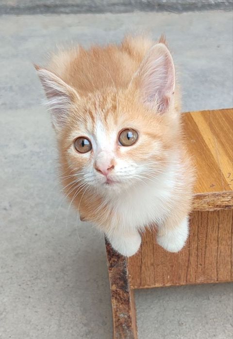 Котёнок, отдам даром