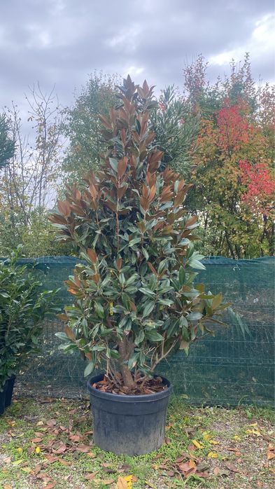 Magnolie tufă și copac