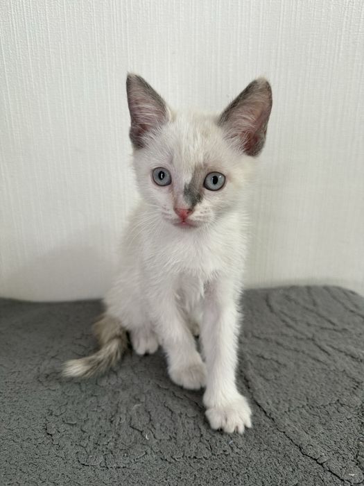 Ласковые и добрые котята