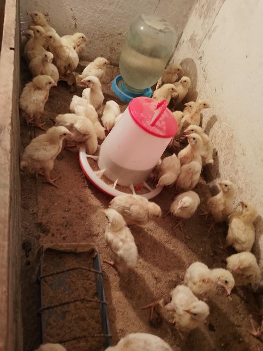 Продам домашних бройлеров