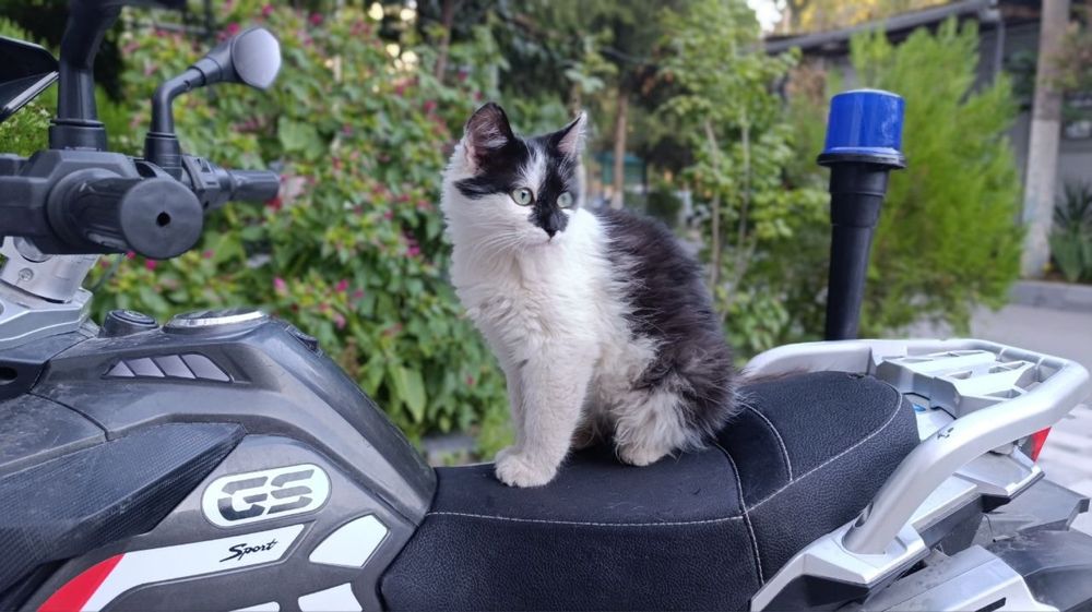 Котенок в добрые руки