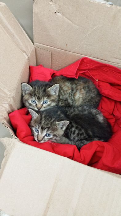 Отдам красивых котят
