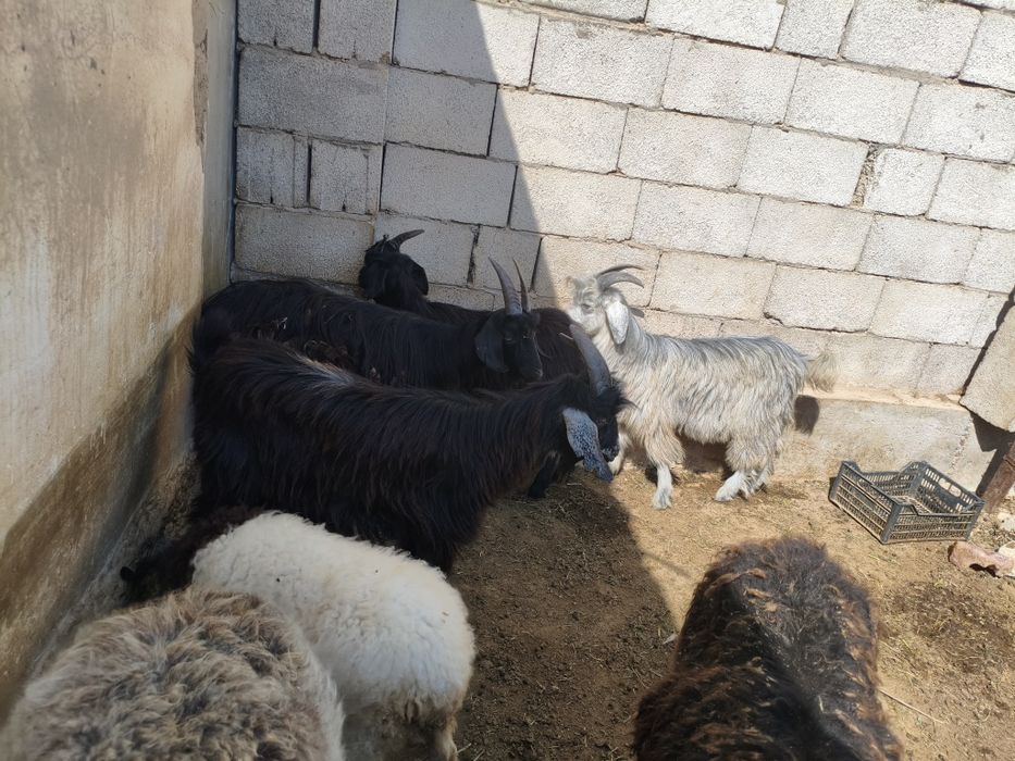 2 ta taka va 2 ta echki sotuvda narxi 2 mln dan Termiz shahar