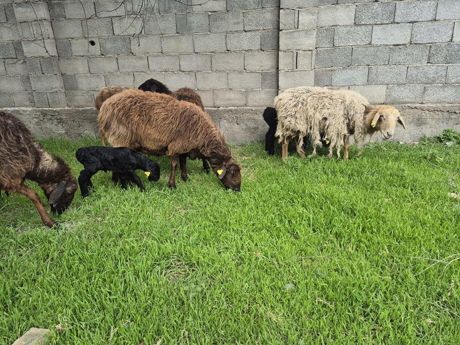 Козылы койлар қозылы қойлар қой