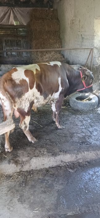 Parodali Buqa sotiladi 25 mln ga