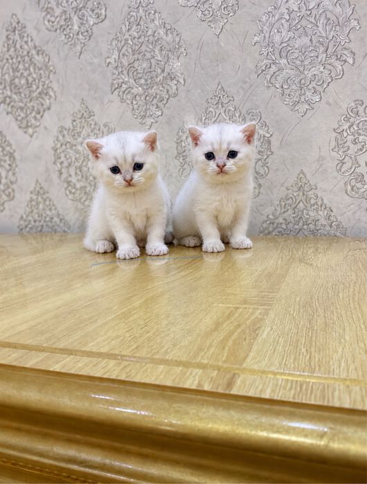 Серебристий шиншила мушукчалари