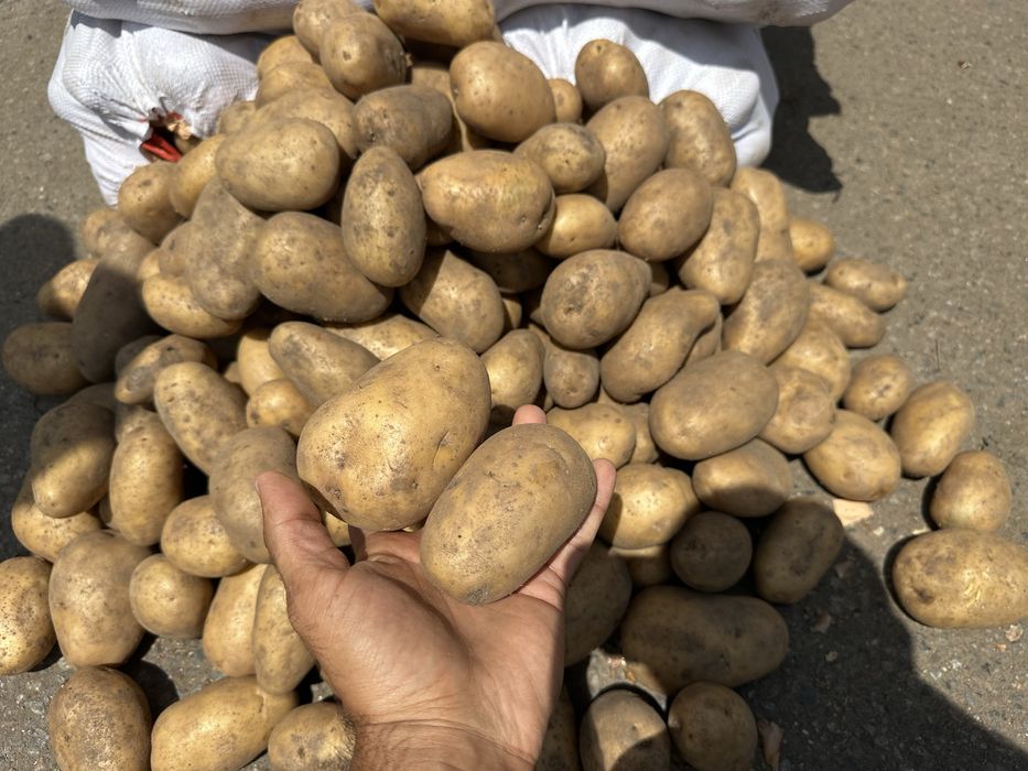 Картофель оптом с доставкой по городу