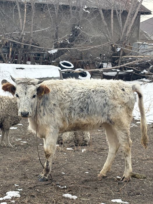 ургашы тайынша сатылады