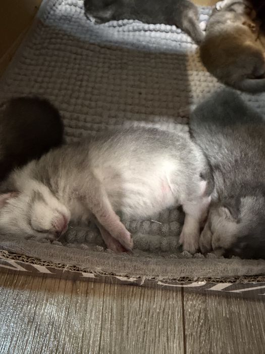 Бронь на скотиш фолд