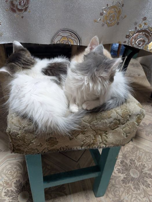 Отдам котят в хорошие руки