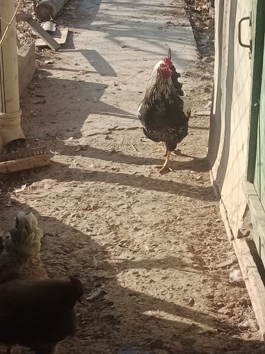 Қораз сатылады 3шт