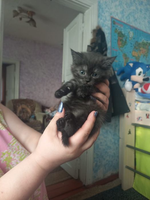 Продам котят очень красивые