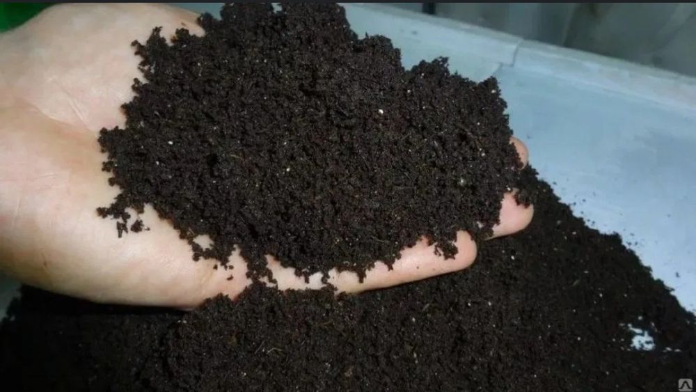 Sifatli biogumuslar sotiladi davtavka xizmati ham bor narxi kelishilad